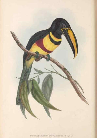Reproducción/Reproduction 48636498378: A monograph of the Ramphastidae, or family of toucans. London :Published by the author, 20, Broad Street, Golden Square,[1852]-1854.. 