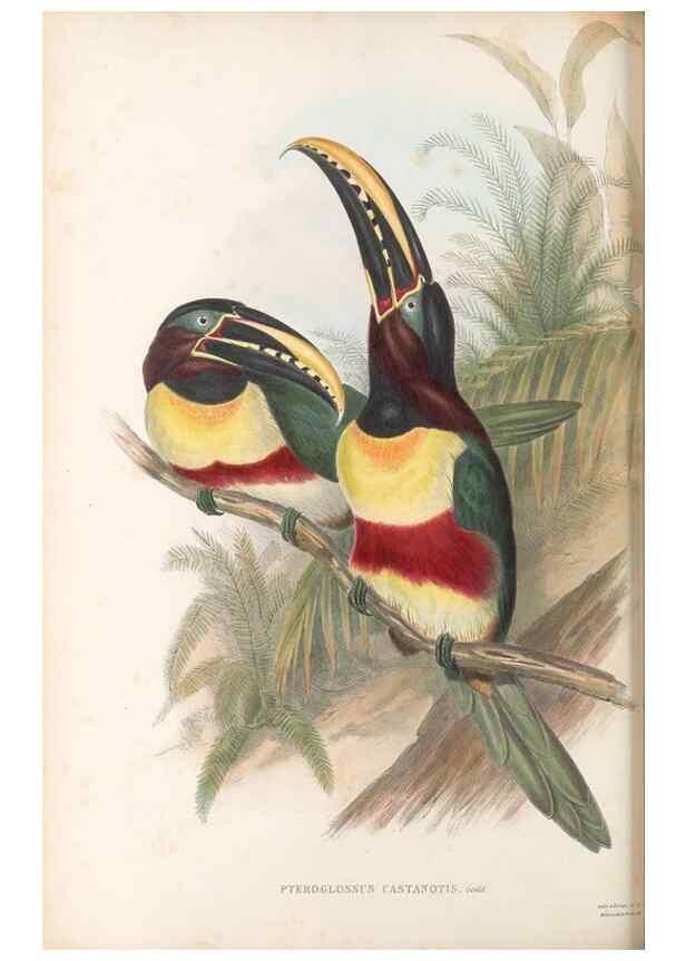 Reproducción/Reproduction 48636996132: A monograph of the Ramphastidae, or family of toucans. London :Published by the author, 20, Broad Street, Golden Square,[1852]-1854.. 