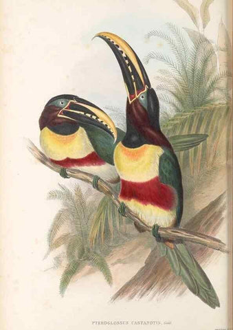 Reproducción/Reproduction 48636996132: A monograph of the Ramphastidae, or family of toucans. London :Published by the author, 20, Broad Street, Golden Square,[1852]-1854.. 