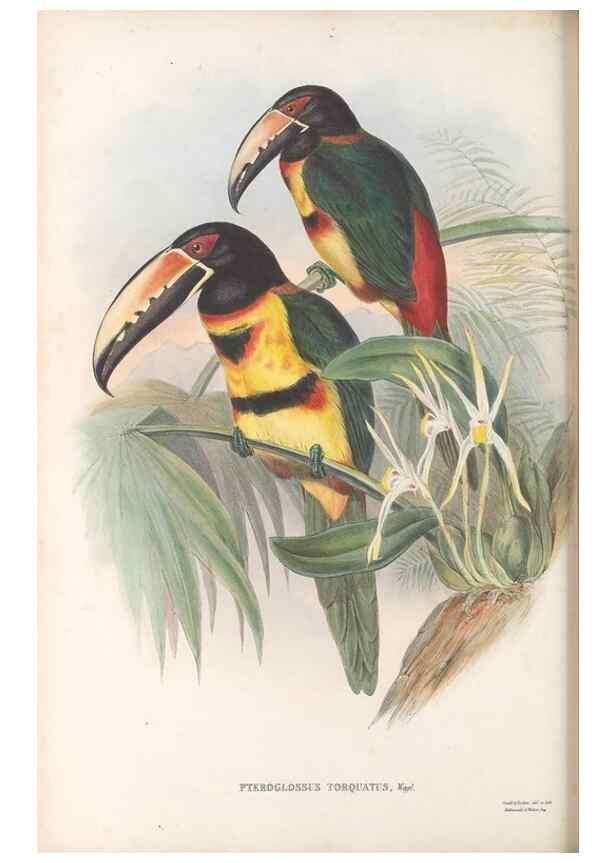 Reproducción/Reproduction 48636996542: A monograph of the Ramphastidae, or family of toucans. London :Published by the author, 20, Broad Street, Golden Square,[1852]-1854.. 