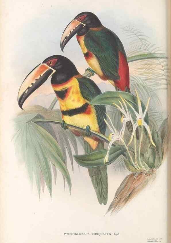 Reproducción/Reproduction 48636996542: A monograph of the Ramphastidae, or family of toucans. London :Published by the author, 20, Broad Street, Golden Square,[1852]-1854.. 