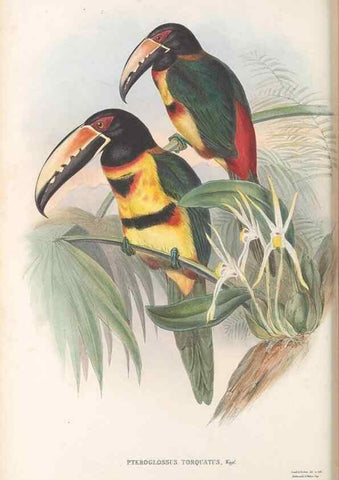 Reproducción/Reproduction 48636996542: A monograph of the Ramphastidae, or family of toucans. London :Published by the author, 20, Broad Street, Golden Square,[1852]-1854.. 