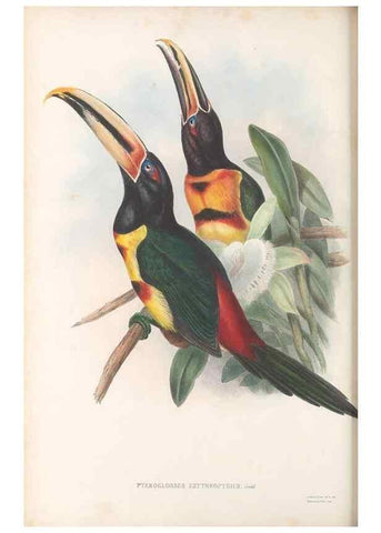 Reproducción/Reproduction 48636500673: A monograph of the Ramphastidae, or family of toucans. London :Published by the author, 20, Broad Street, Golden Square,[1852]-1854.. 
