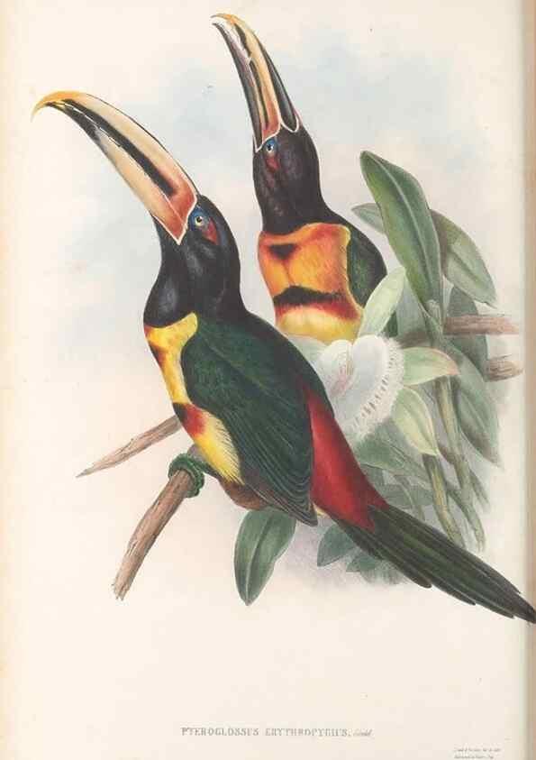 Reproducción/Reproduction 48636500673: A monograph of the Ramphastidae, or family of toucans. London :Published by the author, 20, Broad Street, Golden Square,[1852]-1854.. 