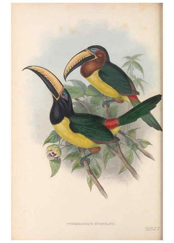 Reproducción/Reproduction 48636500913: A monograph of the Ramphastidae, or family of toucans. London :Published by the author, 20, Broad Street, Golden Square,[1852]-1854.. 