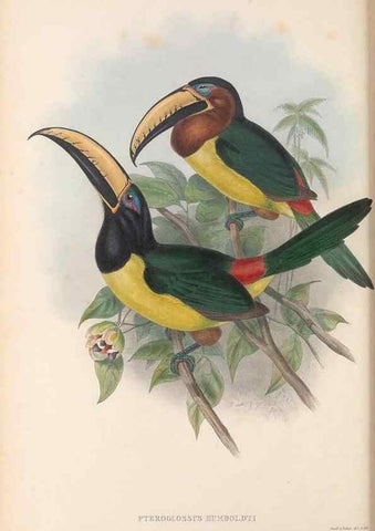 Reproducción/Reproduction 48636500913: A monograph of the Ramphastidae, or family of toucans. London :Published by the author, 20, Broad Street, Golden Square,[1852]-1854.. 
