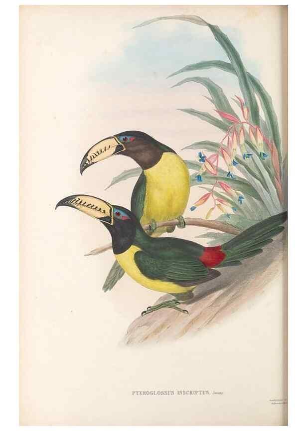 Reproducción/Reproduction 48636998087: A monograph of the Ramphastidae, or family of toucans. London :Published by the author, 20, Broad Street, Golden Square,[1852]-1854.. 