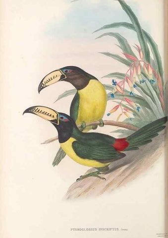 Reproducción/Reproduction 48636998087: A monograph of the Ramphastidae, or family of toucans. London :Published by the author, 20, Broad Street, Golden Square,[1852]-1854.. 