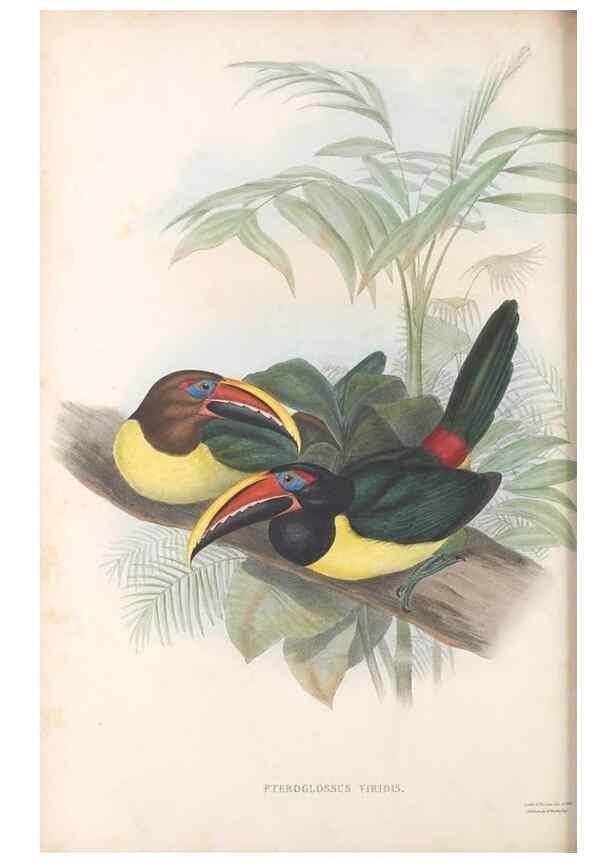 Reproducción/Reproduction 48636856241: A monograph of the Ramphastidae, or family of toucans. London :Published by the author, 20, Broad Street, Golden Square,[1852]-1854.. 