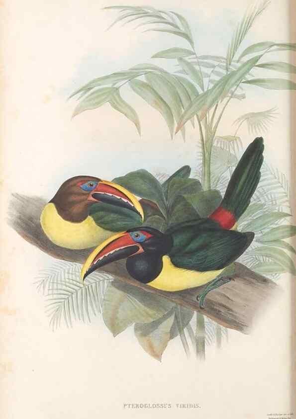 Reproducción/Reproduction 48636856241: A monograph of the Ramphastidae, or family of toucans. London :Published by the author, 20, Broad Street, Golden Square,[1852]-1854.. 