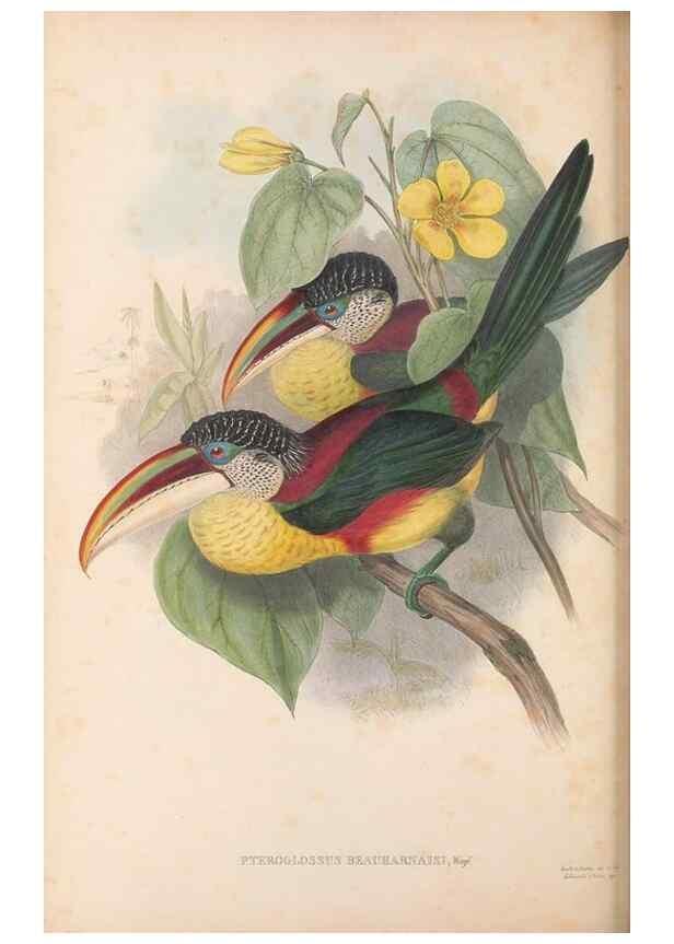 Reproducción/Reproduction 48636998767: A monograph of the Ramphastidae, or family of toucans. London :Published by the author, 20, Broad Street, Golden Square,[1852]-1854.. 