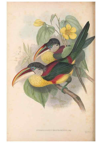 Reproducción/Reproduction 48636998767: A monograph of the Ramphastidae, or family of toucans. London :Published by the author, 20, Broad Street, Golden Square,[1852]-1854.. 