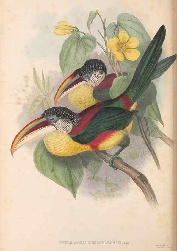 Reproducción/Reproduction 48636998767: A monograph of the Ramphastidae, or family of toucans. London :Published by the author, 20, Broad Street, Golden Square,[1852]-1854.. 