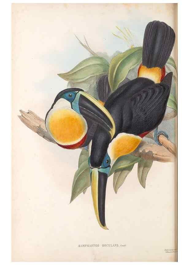 Reproducción/Reproduction 48636991302: A monograph of the Ramphastidae, or family of toucans. London :Published by the author, 20, Broad Street, Golden Square,[1852]-1854.. 