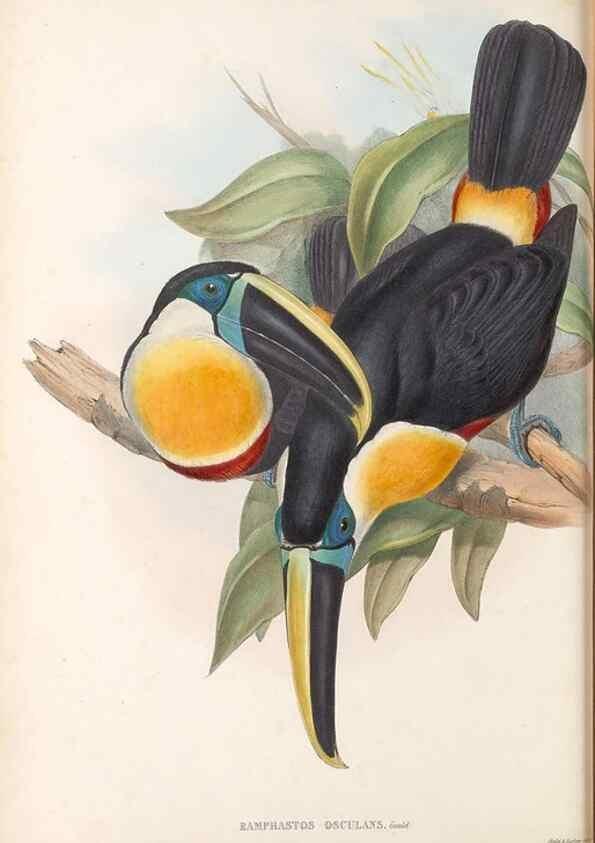 Reproducción/Reproduction 48636991302: A monograph of the Ramphastidae, or family of toucans. London :Published by the author, 20, Broad Street, Golden Square,[1852]-1854.. 