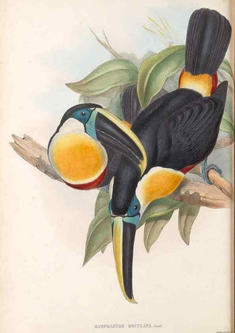 Reproducción/Reproduction 48636991302: A monograph of the Ramphastidae, or family of toucans. London :Published by the author, 20, Broad Street, Golden Square,[1852]-1854.. 