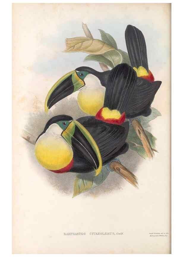 Reproducción/Reproduction 48636494153: A monograph of the Ramphastidae, or family of toucans. London :Published by the author, 20, Broad Street, Golden Square,[1852]-1854.. 