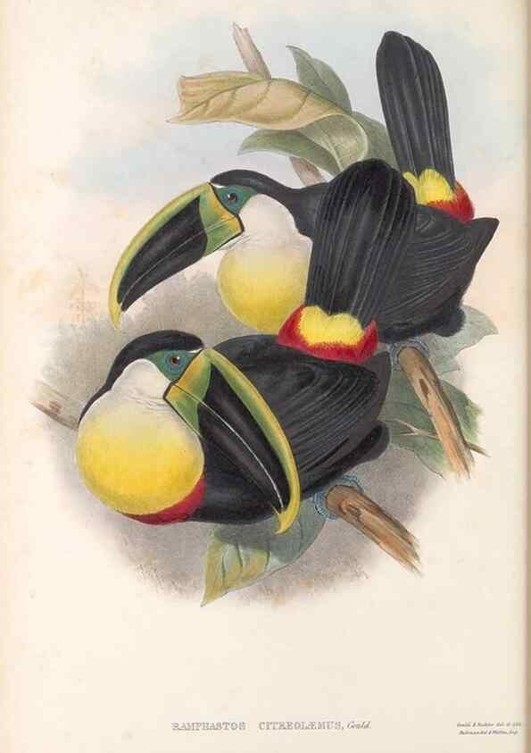 Reproducción/Reproduction 48636494153: A monograph of the Ramphastidae, or family of toucans. London :Published by the author, 20, Broad Street, Golden Square,[1852]-1854.. 