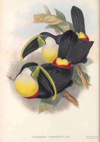 Reproducción/Reproduction 48636494153: A monograph of the Ramphastidae, or family of toucans. London :Published by the author, 20, Broad Street, Golden Square,[1852]-1854.. 