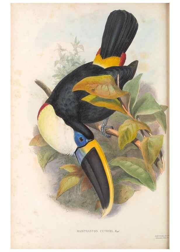Reproducción/Reproduction 48636493738: A monograph of the Ramphastidae, or family of toucans. London :Published by the author, 20, Broad Street, Golden Square,[1852]-1854.. 