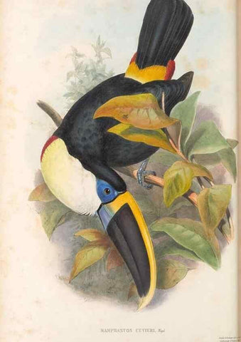 Reproducción/Reproduction 48636493738: A monograph of the Ramphastidae, or family of toucans. London :Published by the author, 20, Broad Street, Golden Square,[1852]-1854.. 
