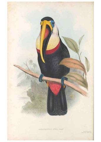 Reproducción/Reproduction 48636847651: A monograph of the Ramphastidae, or family of toucans. London :Published by the author, 20, Broad Street, Golden Square,[1852]-1854.. 