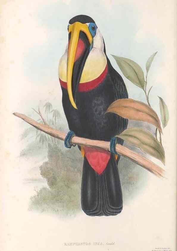 Reproducción/Reproduction 48636847651: A monograph of the Ramphastidae, or family of toucans. London :Published by the author, 20, Broad Street, Golden Square,[1852]-1854.. 