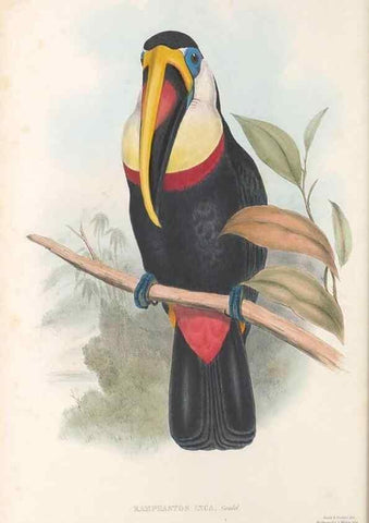 Reproducción/Reproduction 48636847651: A monograph of the Ramphastidae, or family of toucans. London :Published by the author, 20, Broad Street, Golden Square,[1852]-1854.. 