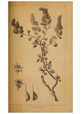 Reproducción/Reproduction 48636430646: Exploration and survey of the valley of the Great Salt Lake of Utah, including a reconnoissance of a new route through the Rocky Mountains.. Philadelphia :Lippincott, Grambo & Co.,1852.. 