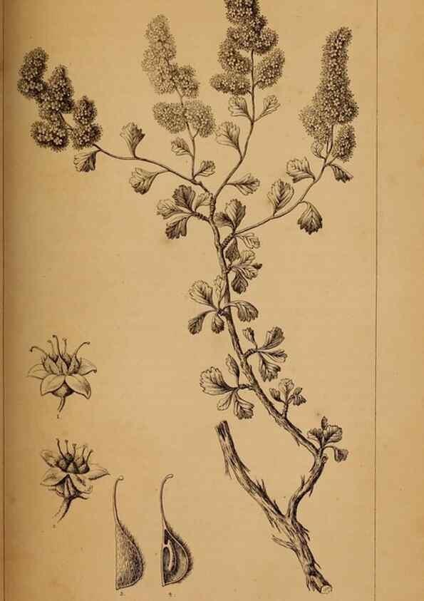Reproducción/Reproduction 48636430646: Exploration and survey of the valley of the Great Salt Lake of Utah, including a reconnoissance of a new route through the Rocky Mountains.. Philadelphia :Lippincott, Grambo & Co.,1852.. 