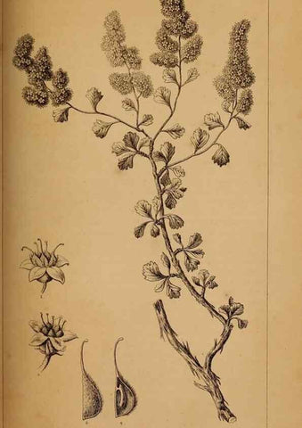 Reproducción/Reproduction 48636430646: Exploration and survey of the valley of the Great Salt Lake of Utah, including a reconnoissance of a new route through the Rocky Mountains.. Philadelphia :Lippincott, Grambo & Co.,1852.. 