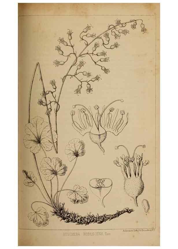 Reproducción/Reproduction 48636431271: Exploration and survey of the valley of the Great Salt Lake of Utah, including a reconnoissance of a new route through the Rocky Mountains.. Philadelphia :Lippincott, Grambo & Co.,1852.. 