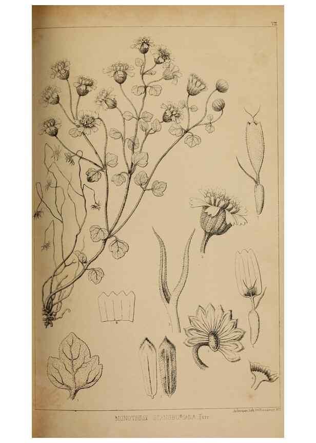 Reproducción/Reproduction 48636431661: Exploration and survey of the valley of the Great Salt Lake of Utah, including a reconnoissance of a new route through the Rocky Mountains.. Philadelphia :Lippincott, Grambo & Co.,1852.. 