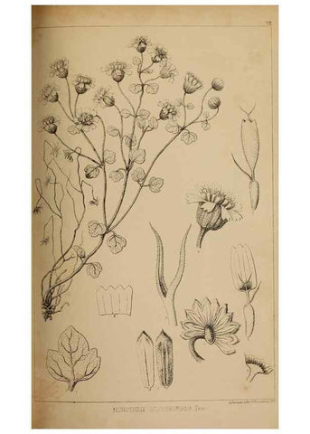 Reproducción/Reproduction 48636431661: Exploration and survey of the valley of the Great Salt Lake of Utah, including a reconnoissance of a new route through the Rocky Mountains.. Philadelphia :Lippincott, Grambo & Co.,1852.. 