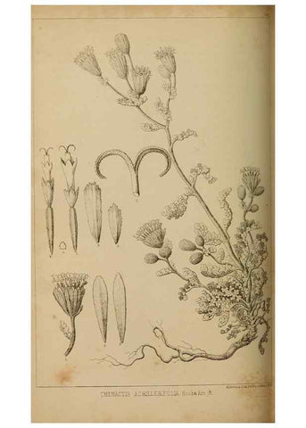 Reproducción/Reproduction 48636432146: Exploration and survey of the valley of the Great Salt Lake of Utah, including a reconnoissance of a new route through the Rocky Mountains.. Philadelphia :Lippincott, Grambo & Co.,1852.. 