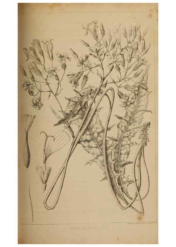 Reproducción/Reproduction 48636076708: Exploration and survey of the valley of the Great Salt Lake of Utah, including a reconnoissance of a new route through the Rocky Mountains.. Philadelphia :Lippincott, Grambo & Co.,1852.. 