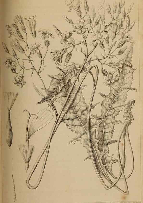 Reproducción/Reproduction 48636076708: Exploration and survey of the valley of the Great Salt Lake of Utah, including a reconnoissance of a new route through the Rocky Mountains.. Philadelphia :Lippincott, Grambo & Co.,1852.. 