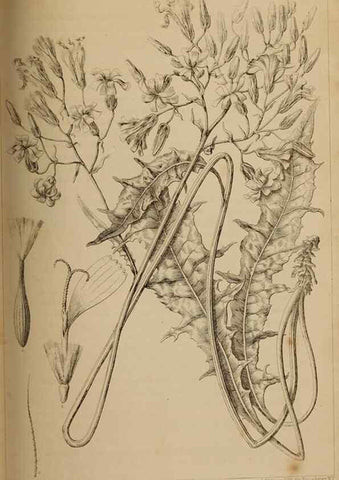 Reproducción/Reproduction 48636076708: Exploration and survey of the valley of the Great Salt Lake of Utah, including a reconnoissance of a new route through the Rocky Mountains.. Philadelphia :Lippincott, Grambo & Co.,1852.. 