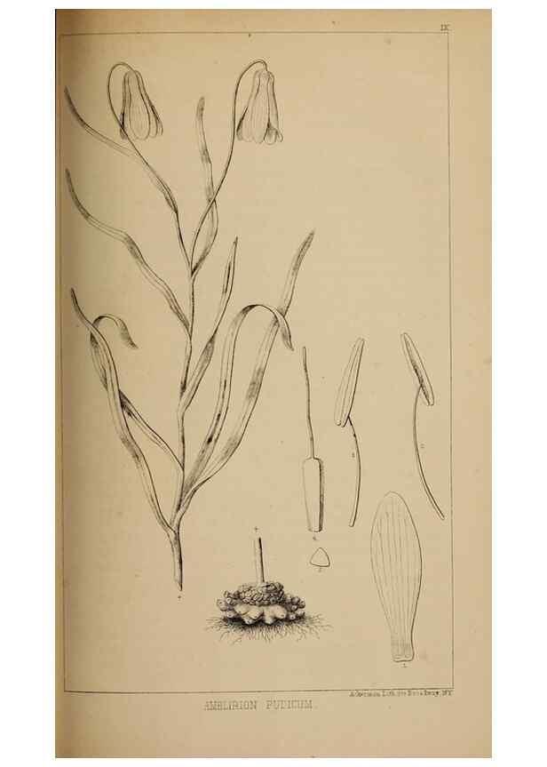 Reproducción/Reproduction 48636577442: Exploration and survey of the valley of the Great Salt Lake of Utah, including a reconnoissance of a new route through the Rocky Mountains.. Philadelphia :Lippincott, Grambo & Co.,1852.. 
