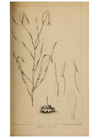 Reproducción/Reproduction 48636577442: Exploration and survey of the valley of the Great Salt Lake of Utah, including a reconnoissance of a new route through the Rocky Mountains.. Philadelphia :Lippincott, Grambo & Co.,1852.. 