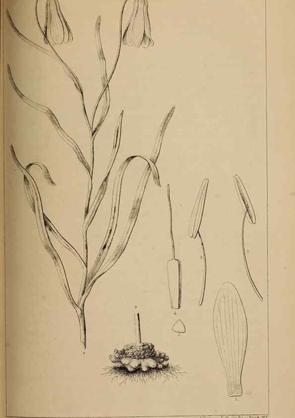 Reproducción/Reproduction 48636577442: Exploration and survey of the valley of the Great Salt Lake of Utah, including a reconnoissance of a new route through the Rocky Mountains.. Philadelphia :Lippincott, Grambo & Co.,1852.. 