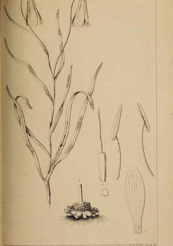 Reproducción/Reproduction 48636577442: Exploration and survey of the valley of the Great Salt Lake of Utah, including a reconnoissance of a new route through the Rocky Mountains.. Philadelphia :Lippincott, Grambo & Co.,1852.. 