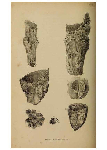 Reproducción/Reproduction 48636434156: Exploration and survey of the valley of the Great Salt Lake of Utah, including a reconnoissance of a new route through the Rocky Mountains.. Philadelphia :Lippincott, Grambo & Co.,1852.. 