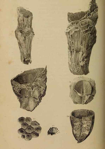 Reproducción/Reproduction 48636434156: Exploration and survey of the valley of the Great Salt Lake of Utah, including a reconnoissance of a new route through the Rocky Mountains.. Philadelphia :Lippincott, Grambo & Co.,1852.. 