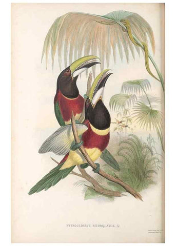 Reproducción/Reproduction 48636856891: A monograph of the Ramphastidae, or family of toucans. London :Published by the author, 20, Broad Street, Golden Square,[1852]-1854.. 