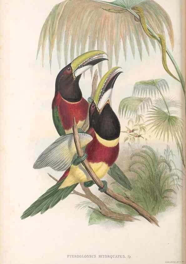 Reproducción/Reproduction 48636856891: A monograph of the Ramphastidae, or family of toucans. London :Published by the author, 20, Broad Street, Golden Square,[1852]-1854.. 