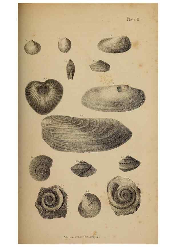 Reproducción/Reproduction 48636078818: Exploration and survey of the valley of the Great Salt Lake of Utah, including a reconnoissance of a new route through the Rocky Mountains.. Philadelphia :Lippincott, Grambo & Co.,1852.. 