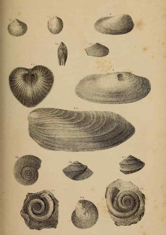 Reproducción/Reproduction 48636078818: Exploration and survey of the valley of the Great Salt Lake of Utah, including a reconnoissance of a new route through the Rocky Mountains.. Philadelphia :Lippincott, Grambo & Co.,1852.. 