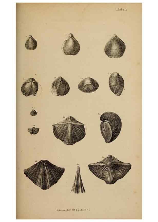 Reproducción/Reproduction 48636580242: Exploration and survey of the valley of the Great Salt Lake of Utah, including a reconnoissance of a new route through the Rocky Mountains.. Philadelphia :Lippincott, Grambo & Co.,1852.. 