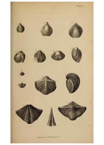 Reproducción/Reproduction 48636580242: Exploration and survey of the valley of the Great Salt Lake of Utah, including a reconnoissance of a new route through the Rocky Mountains.. Philadelphia :Lippincott, Grambo & Co.,1852.. 